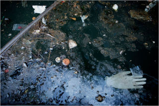 Illustration for article titled 10 Weirdest Urban Ecosystems On Earth